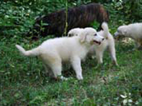 abruzzese mastiff puppies